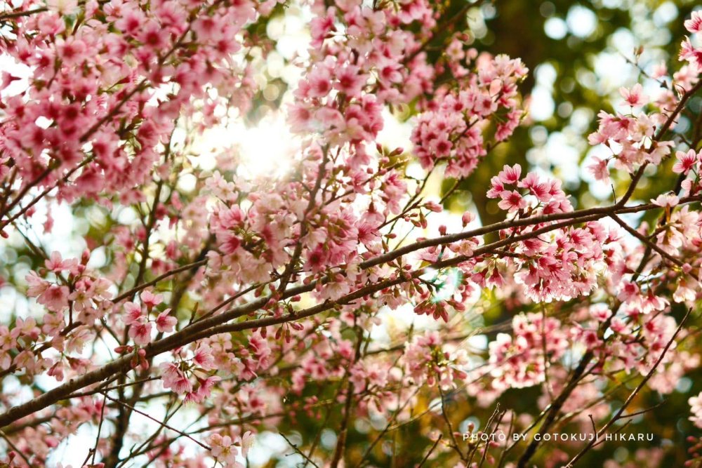 รูปที่ 3